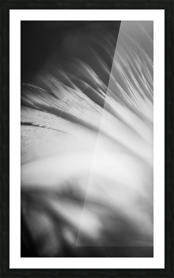 Feather shine Picture Frame print
