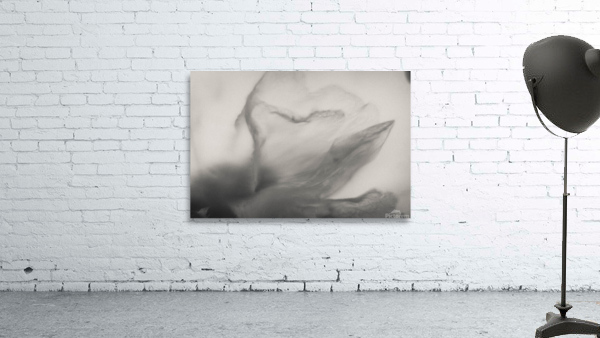 Abstract fly Wall Preview