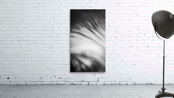 Feather shine Wall Preview