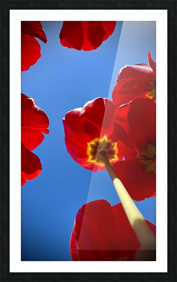 Tulips Picture Frame print