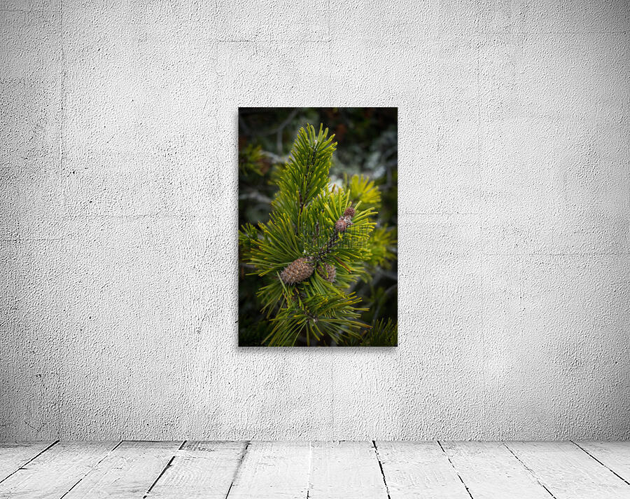 Pinecones Wall Preview