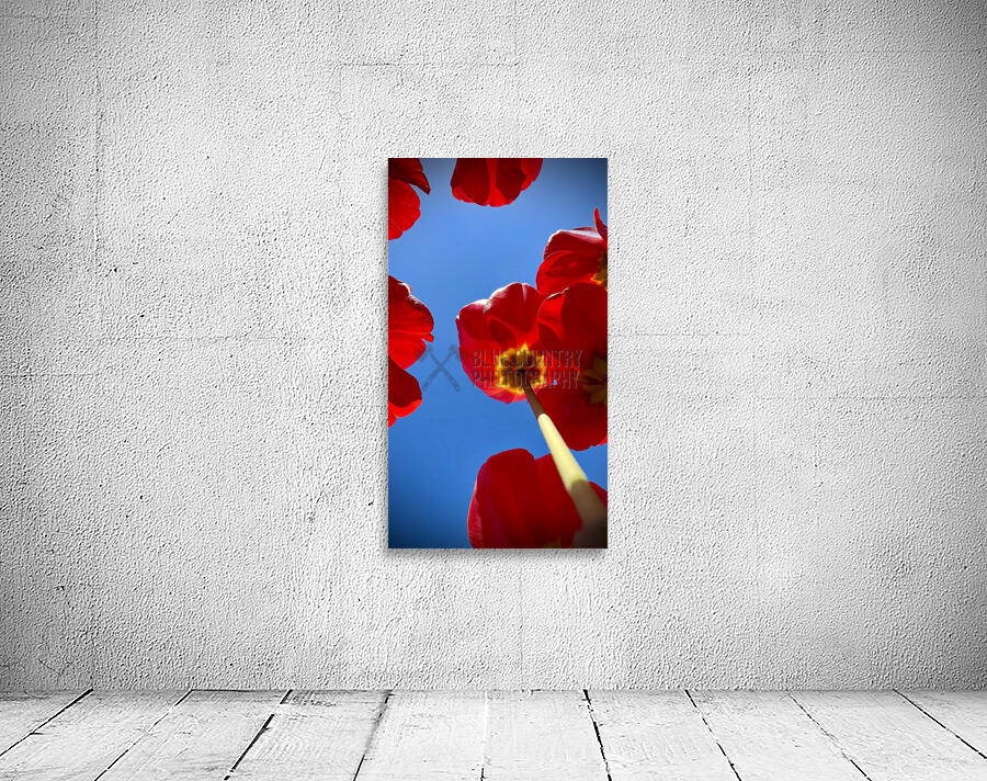 Tulips Wall Preview