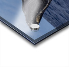 Humpback Whale Head Lunge near Lahaina Maui Hawaii Acrylic print