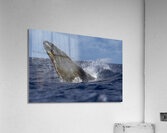 Humpback Whale Head Lunge near Lahaina Maui Hawaii Acrylic Print