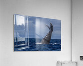 Humpback Whale Tail Slapping near Lahaina Maui Hawaii Acrylic Print