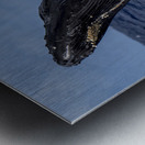 Humpback Whale Head Lunge near Lahaina Maui Hawaii Metal print