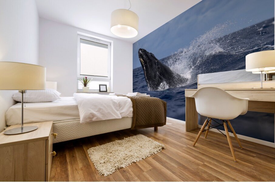 Humpback Whale Head Lunge near Lahaina Maui Hawaii Mural print