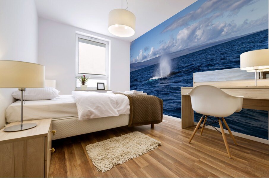 Humpback Whale Spout Blowing near Lahaina Maui Hawaii Mural print