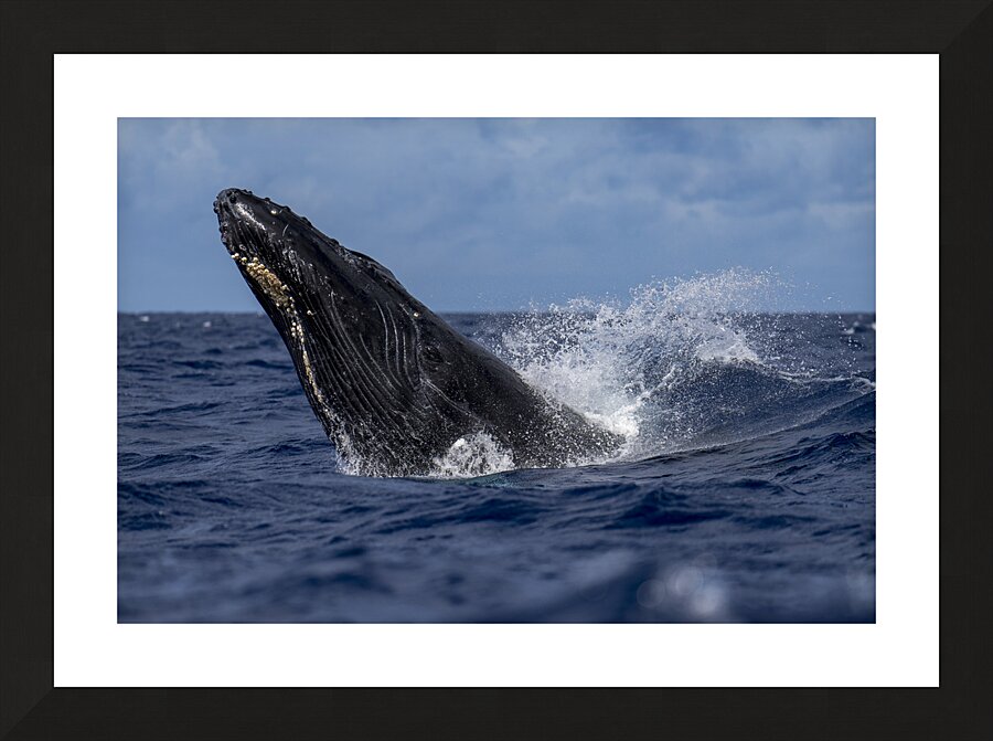 Humpback Whale Head Lunge near Lahaina Maui Hawaii Picture Frame print