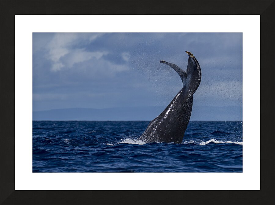 Humpback Whale Tail Slapping near Lahaina Maui Hawaii Picture Frame print