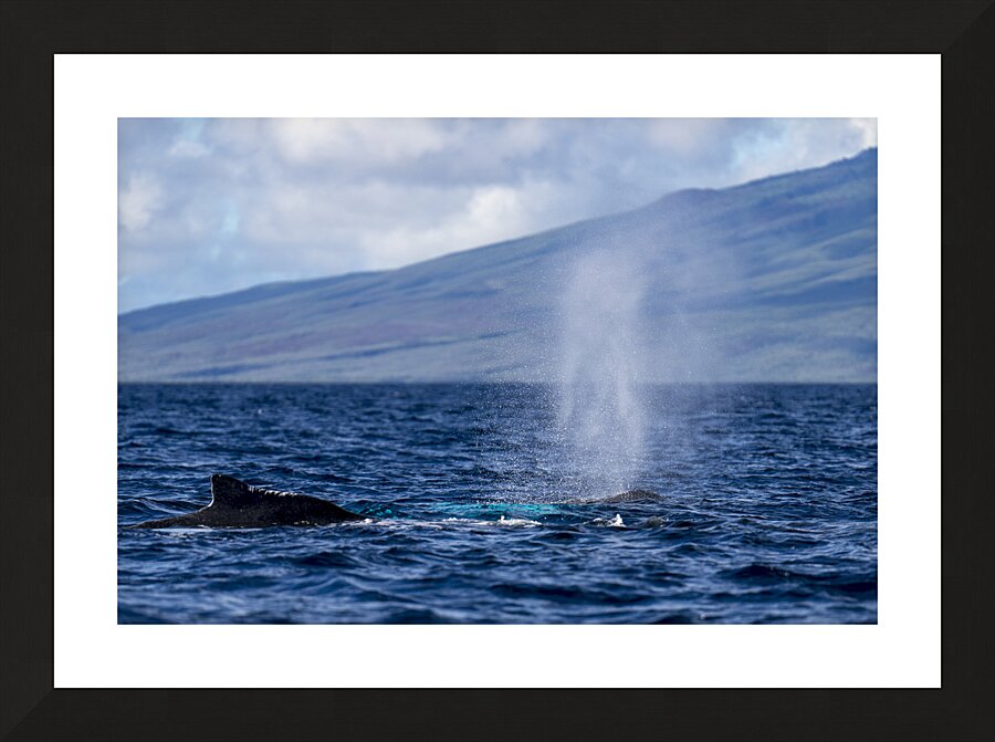 Humpback Whale Spout Blowing near Lahaina Maui Hawaii Picture Frame print
