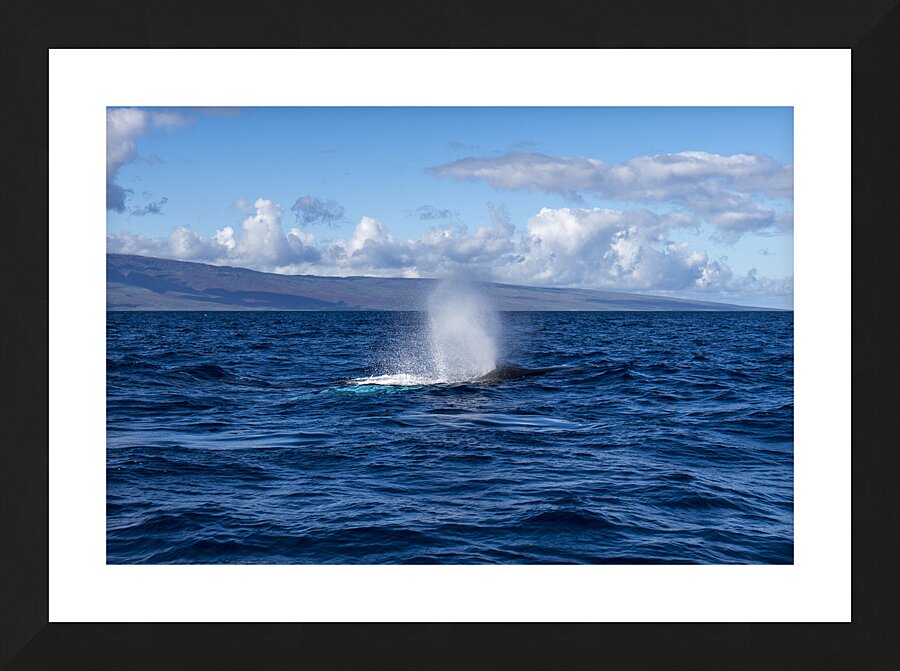 Humpback Whale Spout Blowing near Lahaina Maui Hawaii Picture Frame print