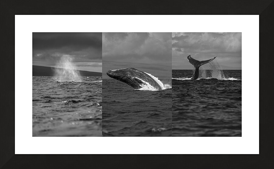 Humpback Whale Spout Breaching Tail Slapping near Lahaina Maui Picture Frame print