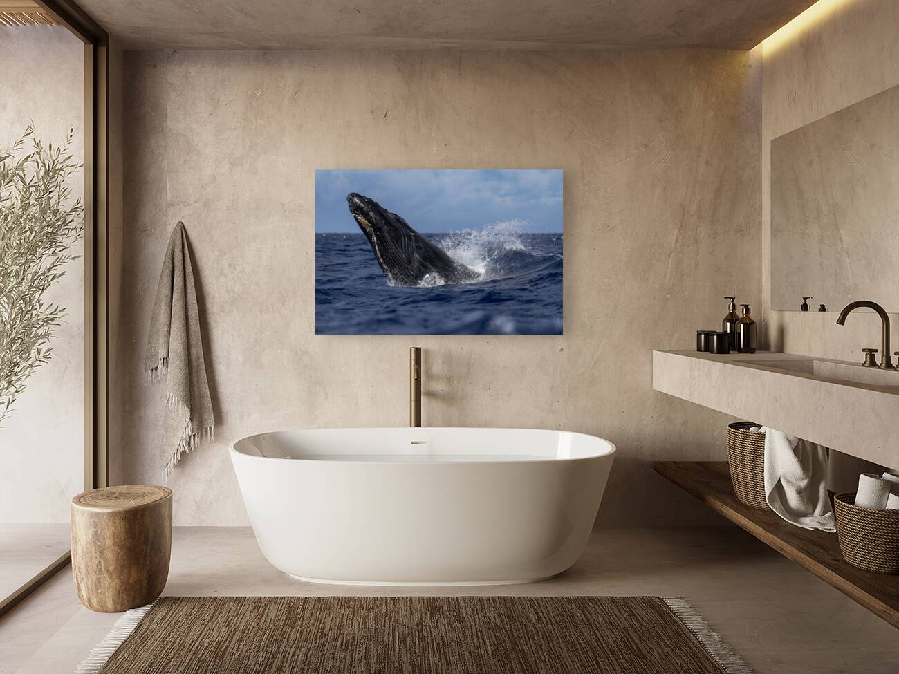 Humpback Whale Head Lunge near Lahaina Maui Hawaii Reproduction