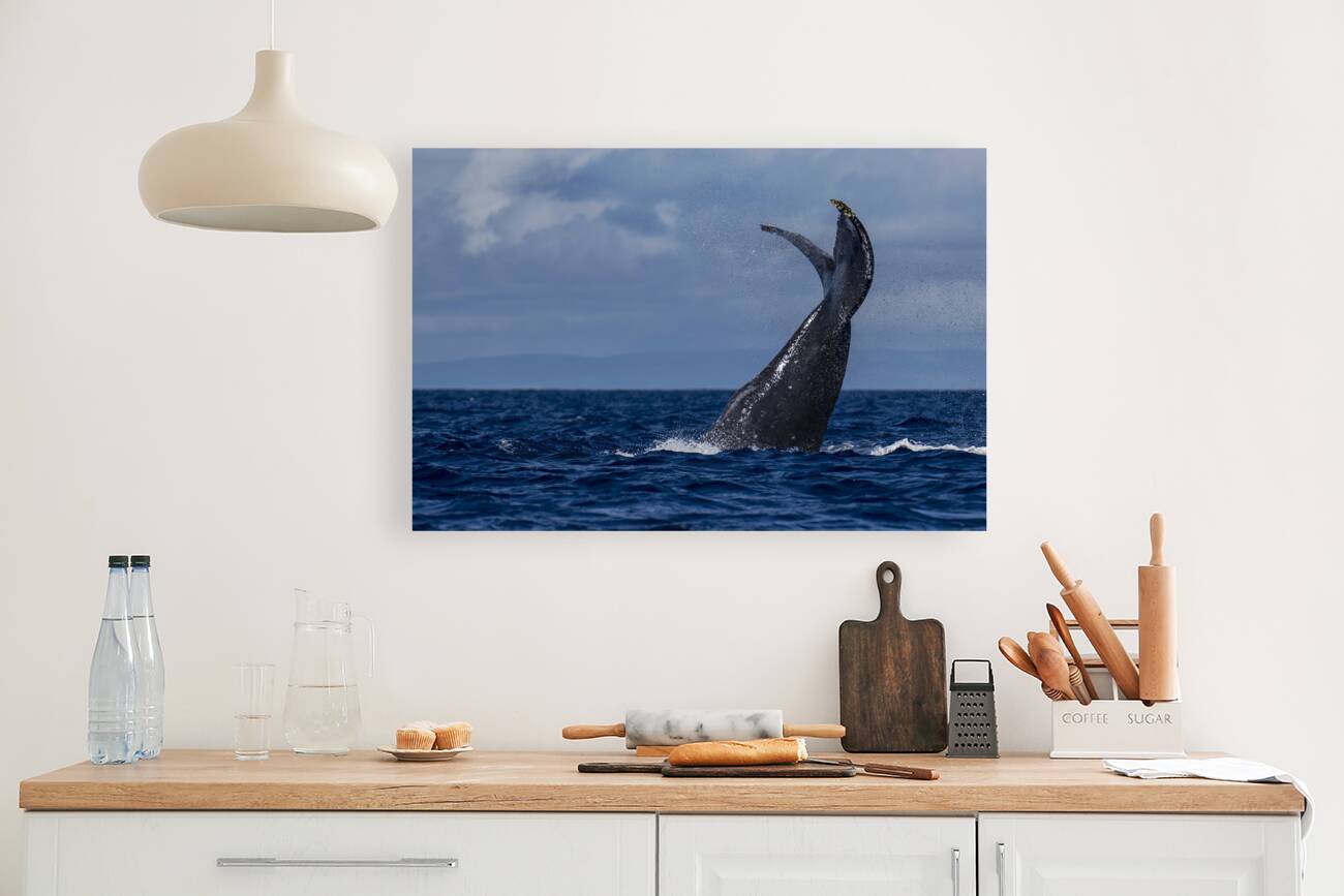 Humpback Whale Tail Slapping near Lahaina Maui Hawaii Reproduction