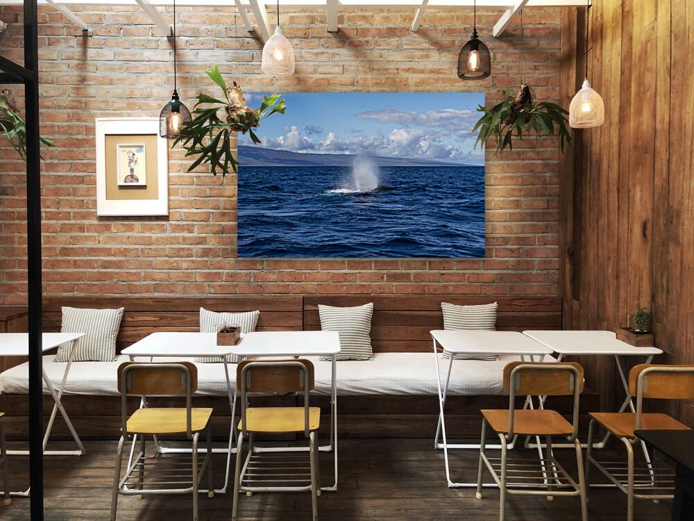 Humpback Whale Spout Blowing near Lahaina Maui Hawaii Reproduction