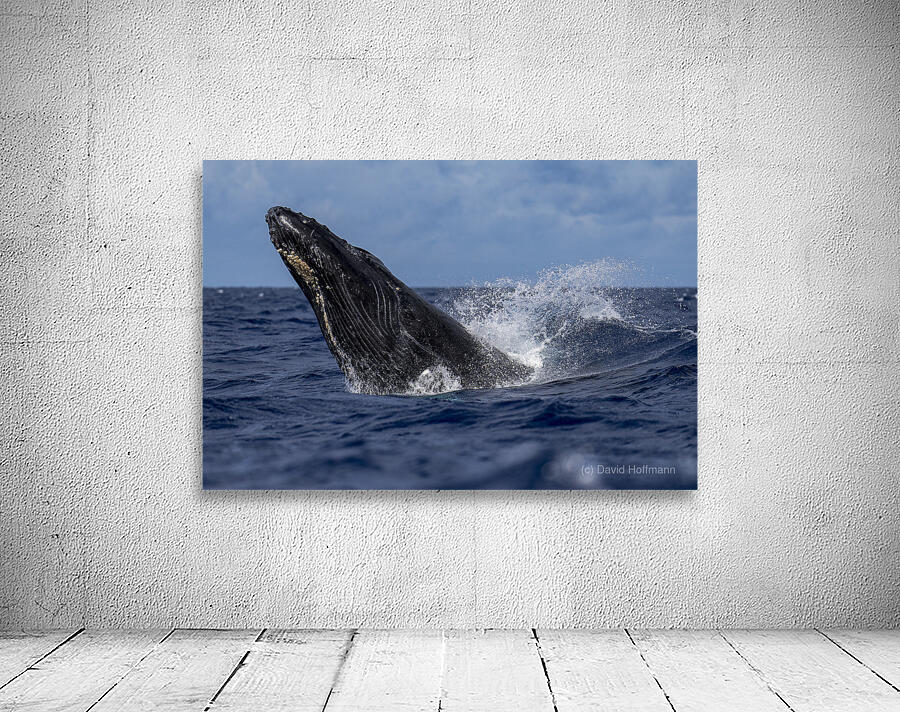 Humpback Whale Head Lunge near Lahaina Maui Hawaii Wall Preview
