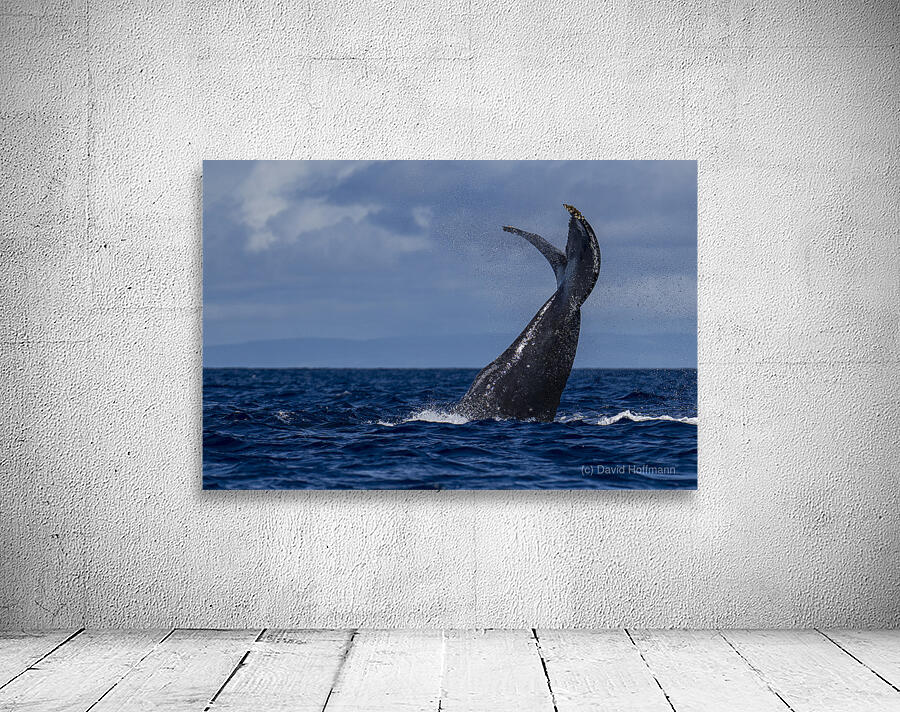 Humpback Whale Tail Slapping near Lahaina Maui Hawaii Wall Preview