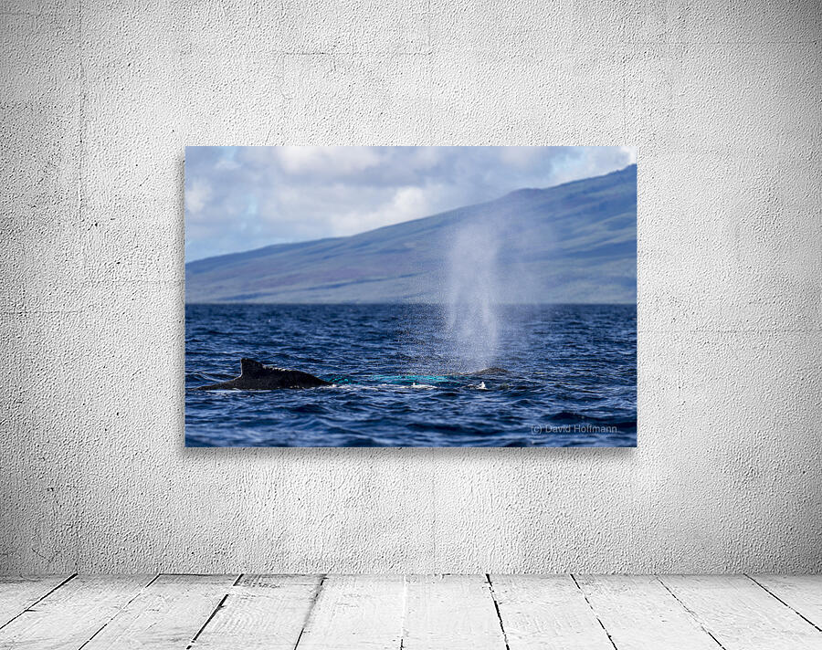 Humpback Whale Spout Blowing near Lahaina Maui Hawaii Wall Preview