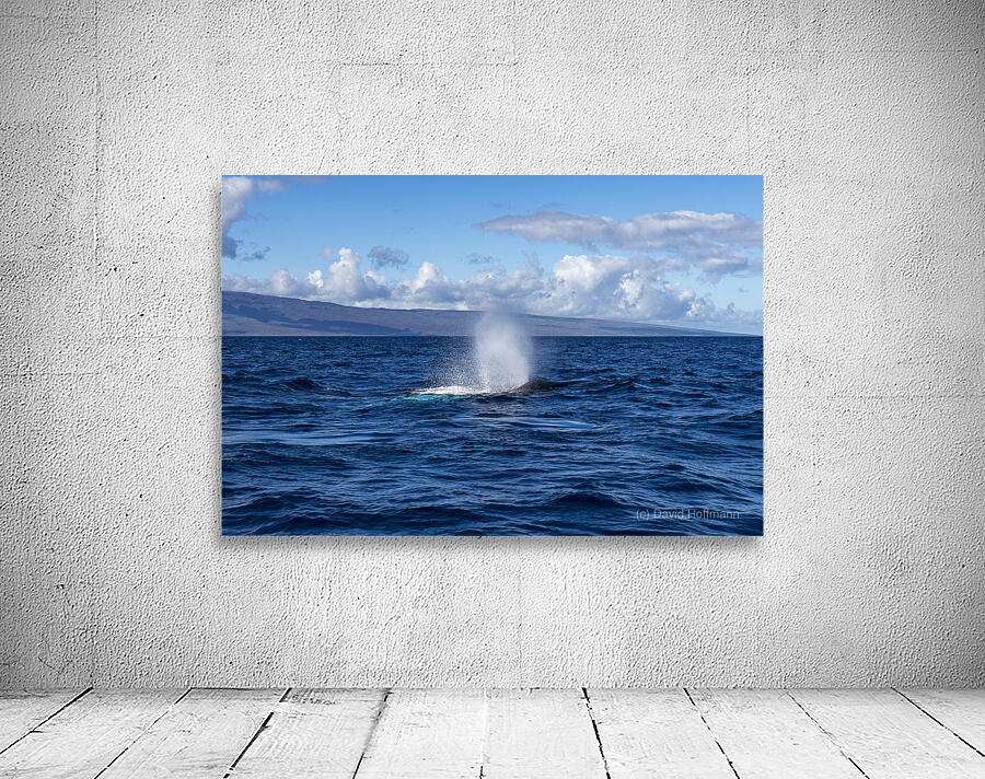 Humpback Whale Spout Blowing near Lahaina Maui Hawaii Wall Preview