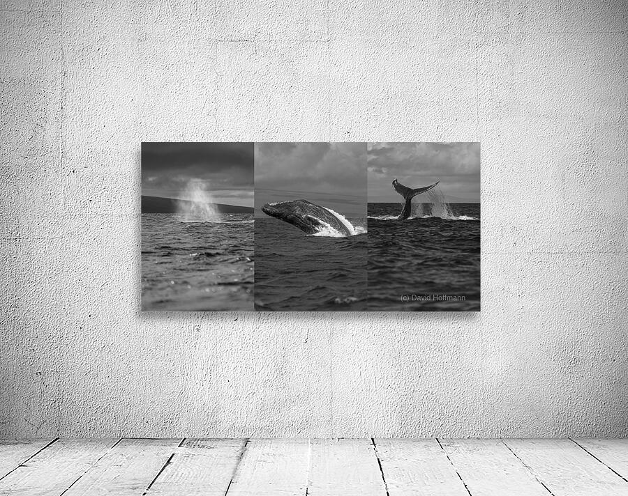 Humpback Whale Spout Breaching Tail Slapping near Lahaina Maui Wall Preview