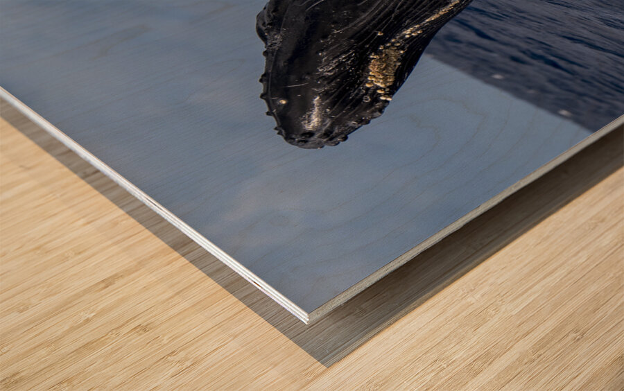 Humpback Whale Head Lunge near Lahaina Maui Hawaii Wood print