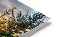 Spring Rhododendron Sunset HD Metal print