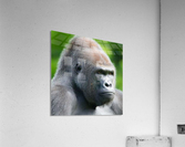 Gorilla Acrylic Print