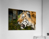 Tiger Acrylic Print