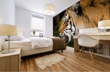 Tiger Mural print