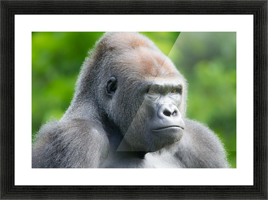 Gorilla Picture Frame print