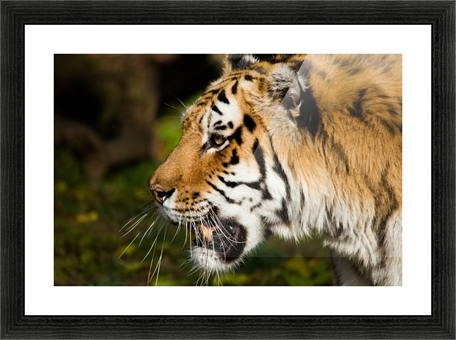Tiger Picture Frame print