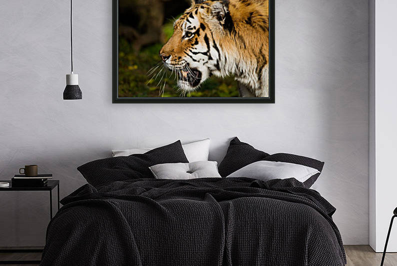 Tiger Reproduction
