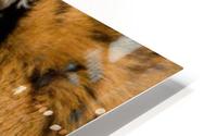 Tiger HD Metal print