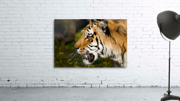 Tiger Wall Preview