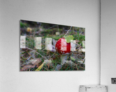 Fly Agaric Acrylic Print