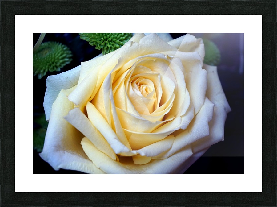 White Rose Picture Frame print