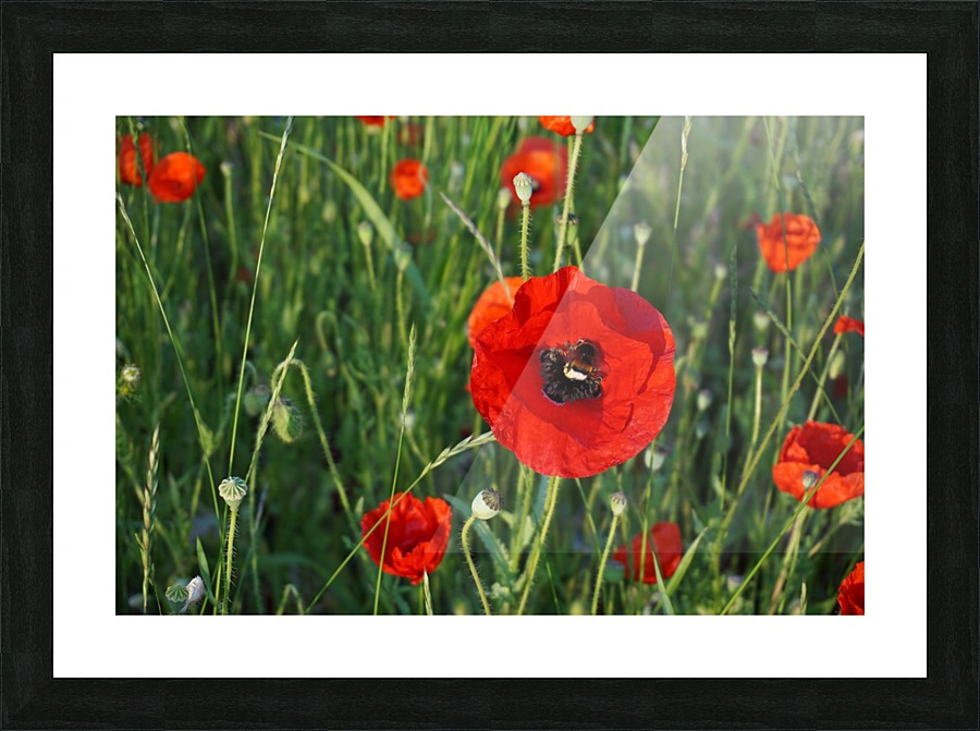 Poppy with bumblebee Picture Frame print