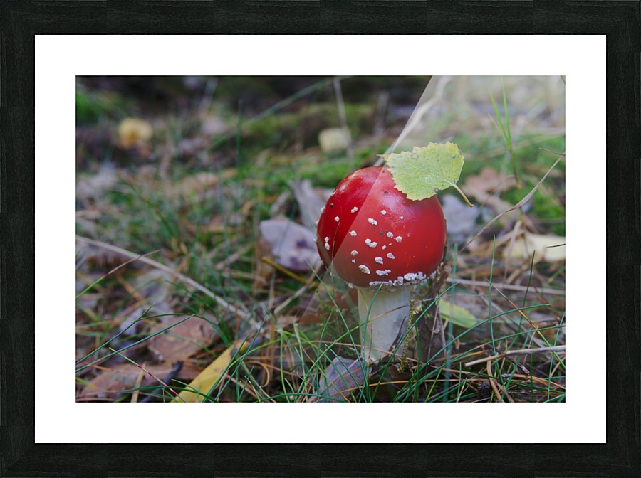 Fly Agaric Picture Frame print