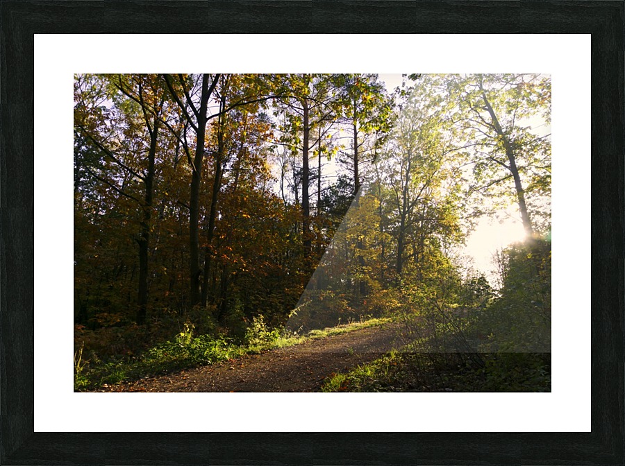 Forest Pathway Picture Frame print