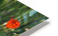 Poppy with bumblebee HD Metal print