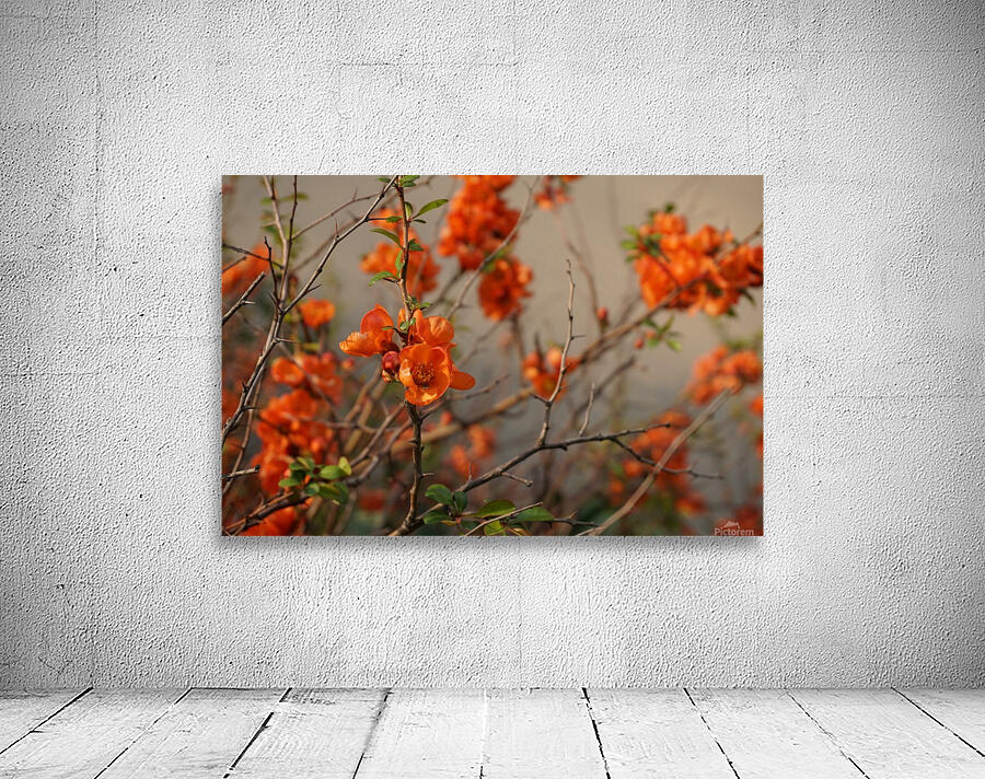 Orange Flower Wall Preview