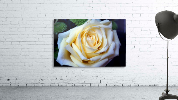 White Rose Wall Preview