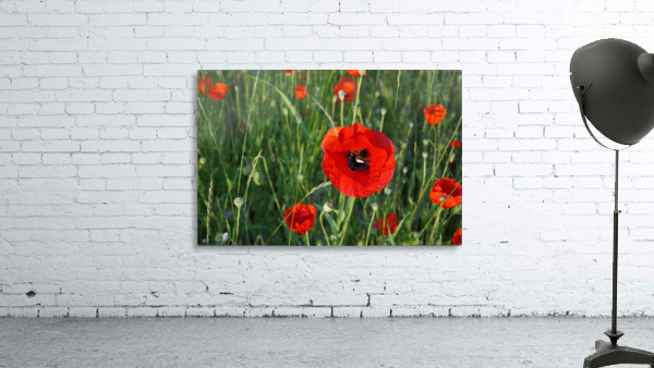 Poppy with bumblebee Wall Preview