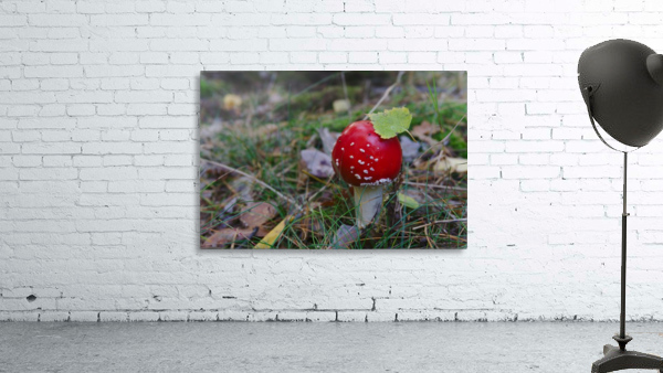 Fly Agaric Wall Preview