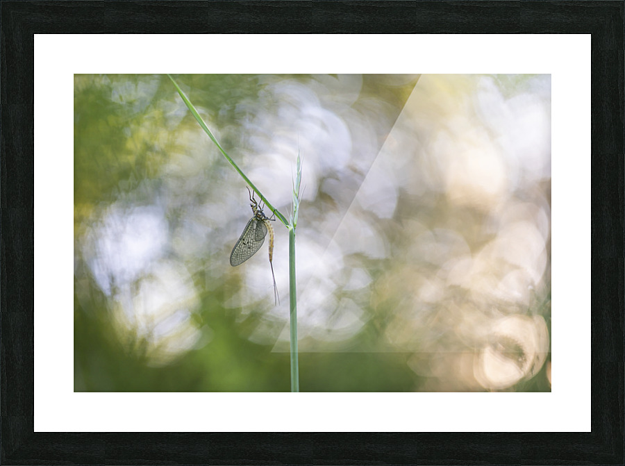 Dream Picture Frame print