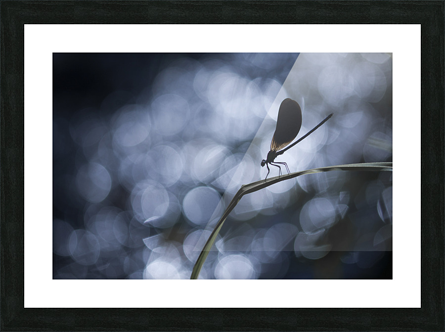 Calopteryx Picture Frame print