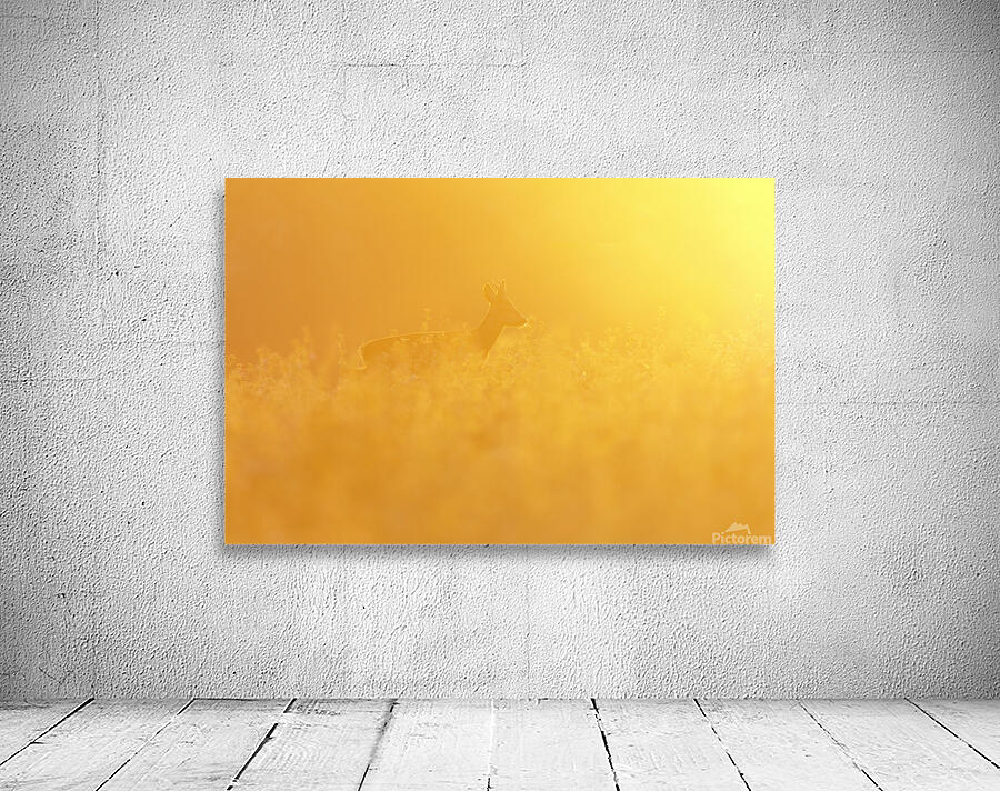 Golde hour Wall Preview