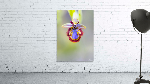 Ophrys Wall Preview