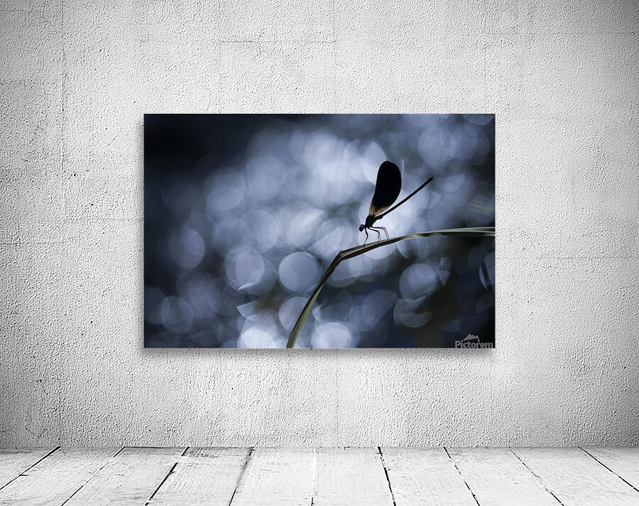 Calopteryx Wall Preview